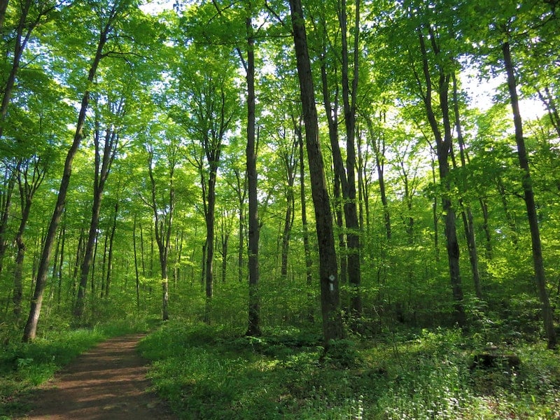 Bruce Trail is one of the best hikes in Toronto