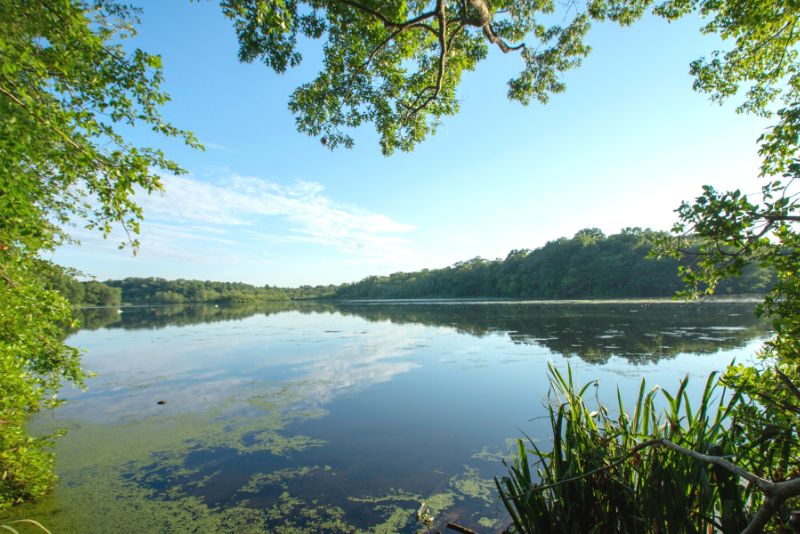 pond surrounded by lush forest in Blydenburgh County Park