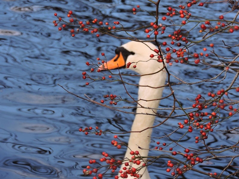 seeing swans swimming in a pond while hiking on Long Island, NY