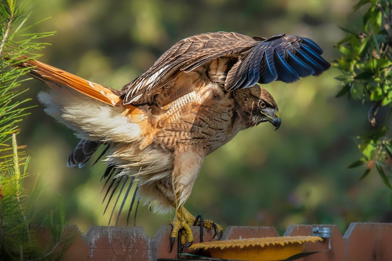 seeing a Red-tailed hawk spreading its wings while hiking on Long Island