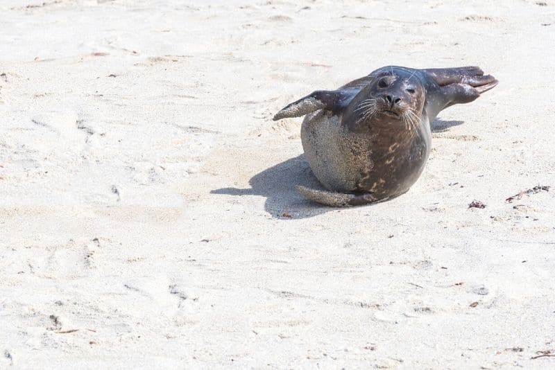 seal haul out hike long island ny