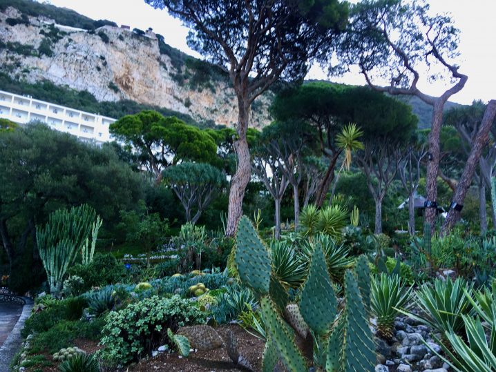 A close up photo of the plants at Alameda Wildlife Conservation Park in Gibraltar.