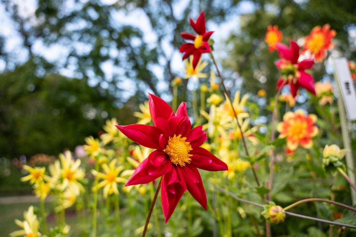 Close-up of a vibrant red dahlia bloom surrounded by soft yellow flowers in the Halifax Public Gardens in Nova Scotia, with lush green trees providing a serene backdrop.