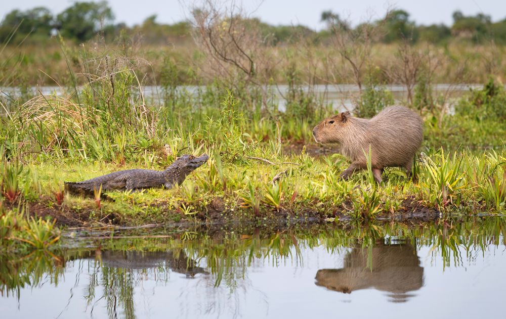 Parque Nacional Iberá