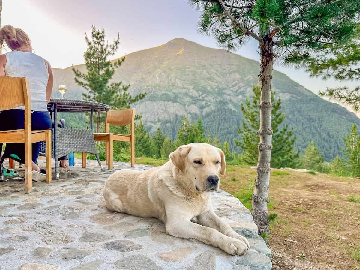 A relaxed dog lying on a stone terrace at Gacaferi Guesthouse in Kosovo, with guests dining nearby and a forested mountain in the background.