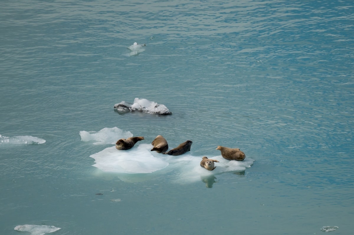 Group of harbor seals resting on floating icebergs in the calm, icy blue waters of Glacier Bay, Alaska.
