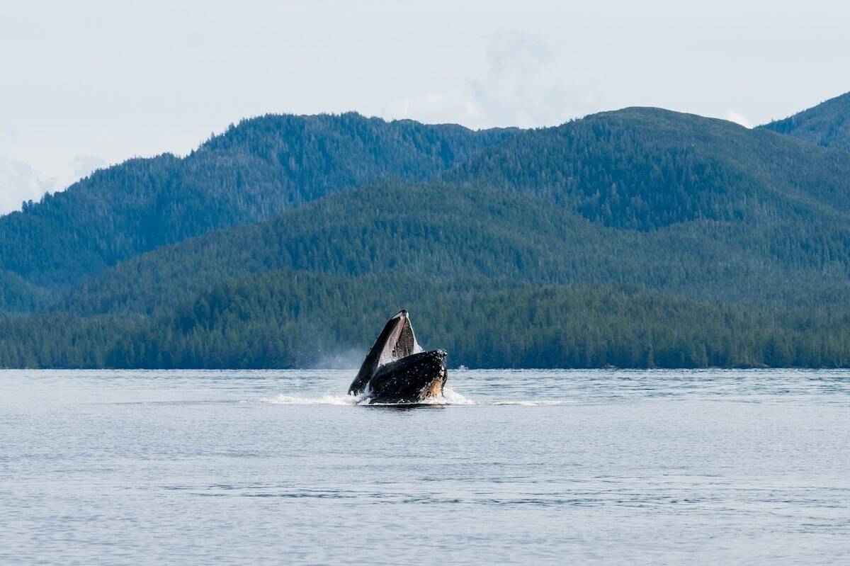 A humpback whale breaches in Orca Cove near Ketchikan, Alaska, spotted during a fast boat and kayaking excursion with forested mountains in the background.