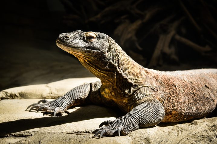 komodo dragon in Komo Island
